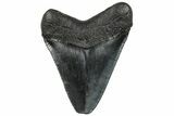 Serrated, Juvenile Megalodon Tooth - South Carolina #295832-1